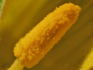 カボチャの花粉