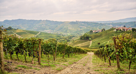 Fresh grape vineyards on the hills of Langhe, in the villages near the city of Barolo, Piedmont, Italy on a day in October, in autumn.