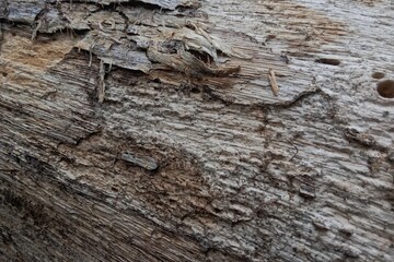 old wood close up of a tree texture