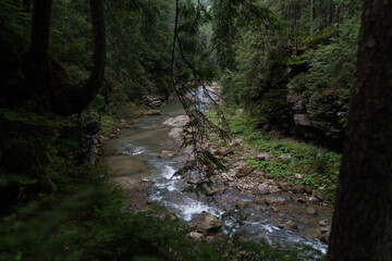 Fototapeta premium stream in the forest