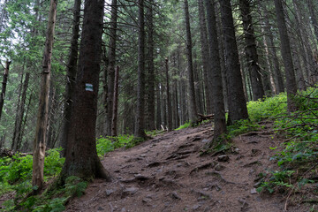 footpath in the woods