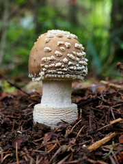 テングタケ幼菌