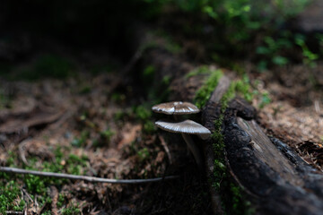 mushroom in the forest