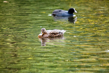 Stockente und Blässhuhn auf dem Wasser