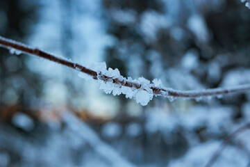 vista macro in primo piano di un ramo lungo e sottile di una pianta coperto da formazioni di ghiaccio. bosco di montagna in inverno con cielo azzurro e sereno sullo sfondo sfuocato