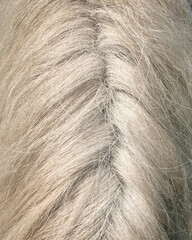 criniera