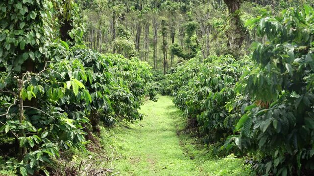 Coffee estate with Bettle nuts tree