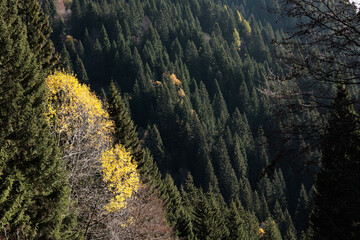 dettagli da un alta quota di una vasta foresta di abeti in un ambiente naturale di montagna nel...