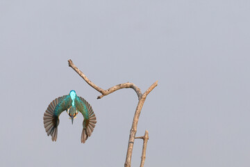 The common kingfisher is flying at high speed to catch fish.