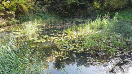 A beautiful lake in the park overgrown with reeds.