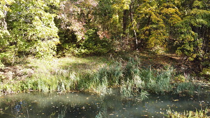 A beautiful lake in the park overgrown with reeds.