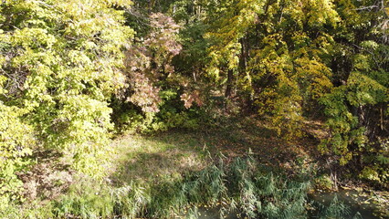 A beautiful lake in the park overgrown with reeds.