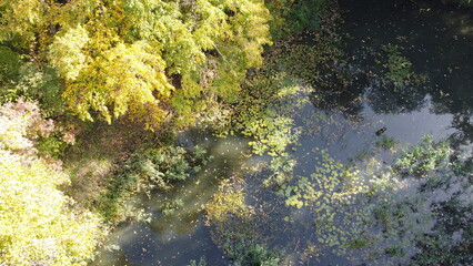 A beautiful lake in the park overgrown with reeds.