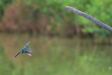 The common kingfisher is flying at high speed to catch fish.