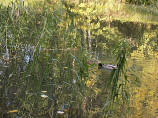 A beautiful lake in the park with ducks