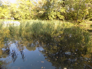A beautiful lake in the park with ducks