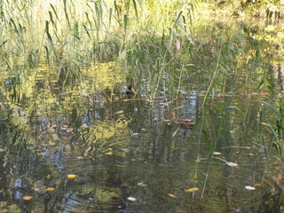 A beautiful lake in the park with ducks