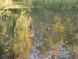 A beautiful lake in the park with ducks