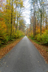 Naklejka premium Whispers of Autumn: A Symphony of Orange and Gold at Stuttgart’s Hidden Gem, Bärensee