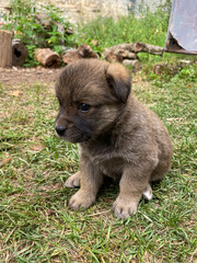 Cute friendly stray puppy. Beautiful little puppy dreams of finding a master. Unfortunate pet got lost, left alone on the side.