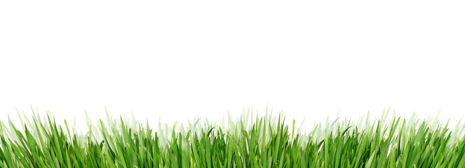 Fototapeta premium green grass