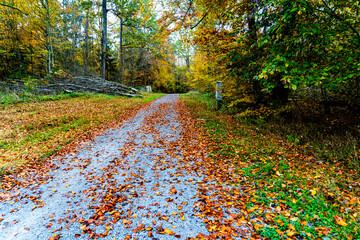 Whispers of Autumn: A Symphony of Orange and Gold at Stuttgart’s Hidden Gem, Bärensee