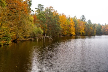 Fototapeta premium Whispers of Autumn: A Symphony of Orange and Gold at Stuttgart’s Hidden Gem, Bärensee