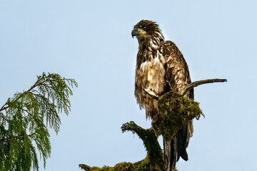 young eagle 