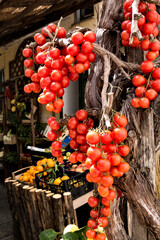 Unripe tomatoes hanging on wall, Ischia, Italy