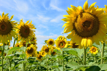 a close up of a sunflower field with a sky in the background