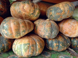 Pumpkins on the autumn.  Ugly pumpkins for Halloween concept lifestyle composition.