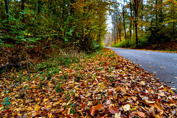 Whispers of Autumn: A Symphony of Orange and Gold at Stuttgart’s Hidden Gem, Bärensee