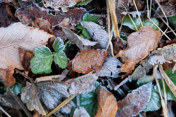 vista macro di un terreno cosparso di vari tipi di foglie con colori diversi e ghiacciate