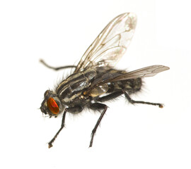 Fly, bug and insect with wings for science, closeup and common species with form. Housefly, parasite and biology detail for scientific research of pest for disease control with white background