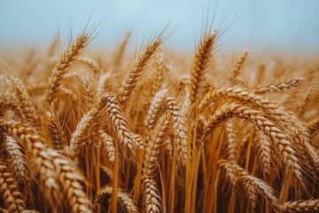 Fototapeta premium A Close-Up of Wheat Stalks in a Field