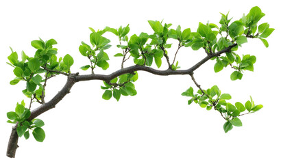 PNG Real elm tree branch leaves green leaf.