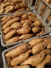 Cilembu sweet potato. Authentic Indonesian sweet potato with a sweet honey taste