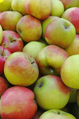 Fruit, apples and nutrition for healthy diet, wellness and vegan food as snack or harvest in farming. Wallpaper, background and texture for fiber, vitamins and organic as fresh produce in agriculture