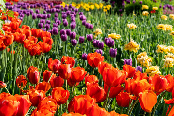 Fototapeta premium various tulips in the park