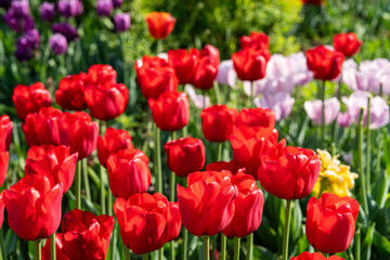 various tulips in the park