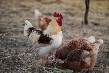 gallo dal piumaggio prevalentemente chiaro vicino a delle galline dalle piume marroni, mentre razzolano nel pollaio