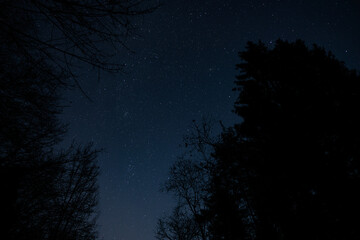 fotografia che mostra il cielo stellato e sereno di notte, visto dal basso e da sotto gli alberi di...