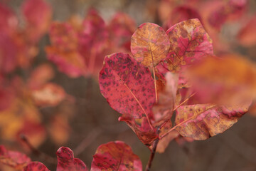 vista macro delle foglie di colore rosso ed arancione di una pianta di scotano o albero di nebbia in autunno sulle alture del Carso Italiano