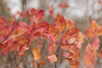 vista macro delle foglie di colore rosso ed arancione di una pianta di scotano o albero di nebbia in autunno sulle alture del Carso Italiano
