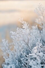A close up of a plant covered in frost on a sunny day