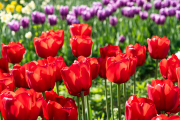 various tulips in the park