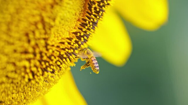 Slow Motion: Flying honey bee covered with pollen collecting nectar from yellow sunflower.