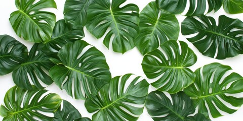 Flat lay banner of green monstera and tropical palm leaves arranged on a white background, showcasing a natural top view perspective and high clarity.