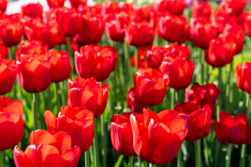 Fototapeta premium red tulips in the park