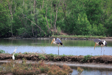 Painted Stork, Mycteria leucocephala, standing in pool of water, a large wader in stork family, found in wetlands of plains of tropical Asia